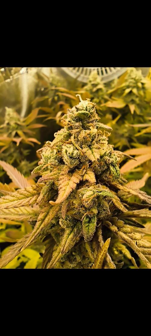 Maui Wowie. Week 17