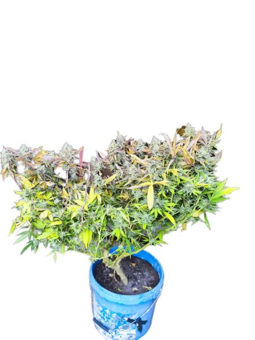 Maui Wowie. Week 17