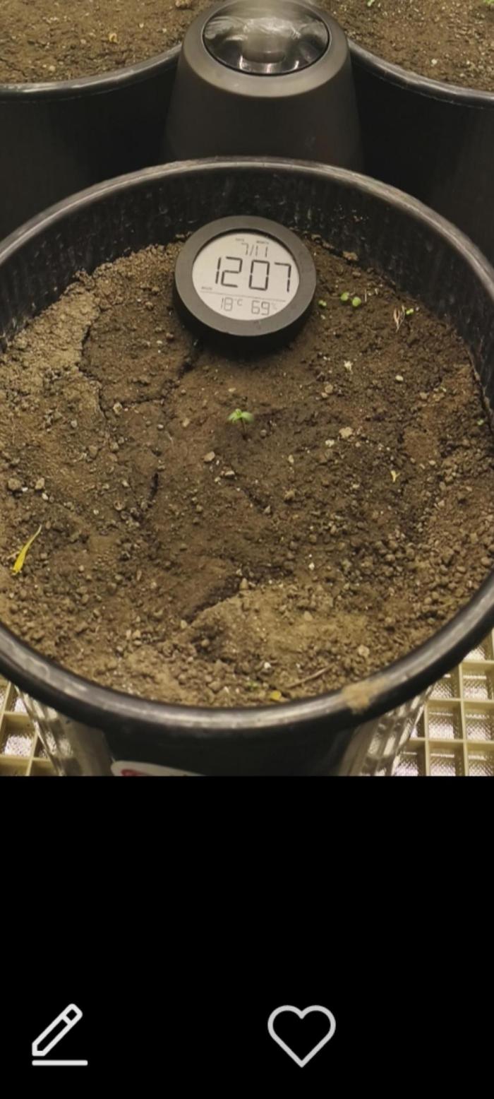 Goodfather F1. Week 1