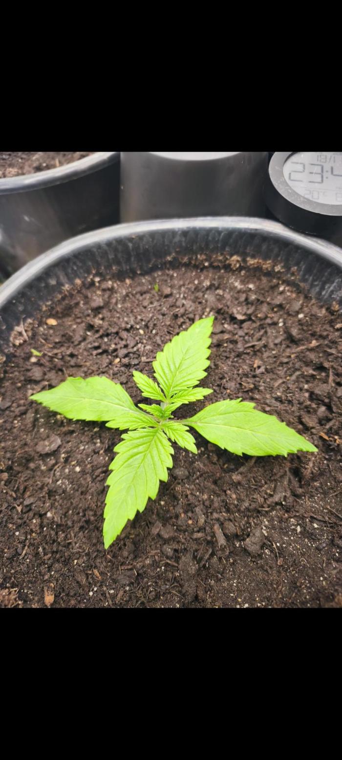 Goodfather F1. Week 2