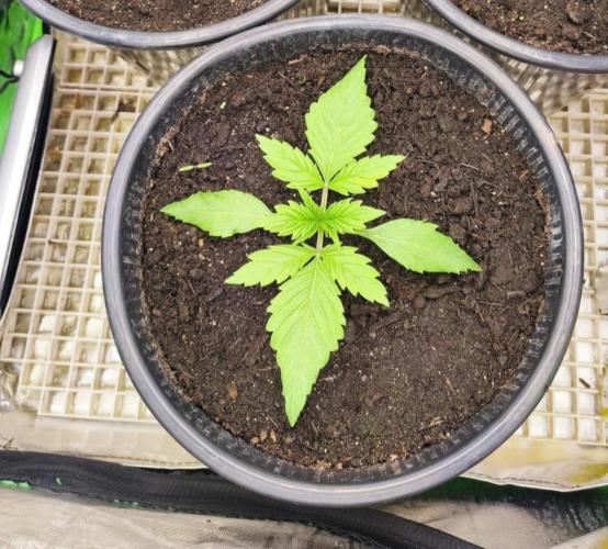 Goodfather F1. Week 3