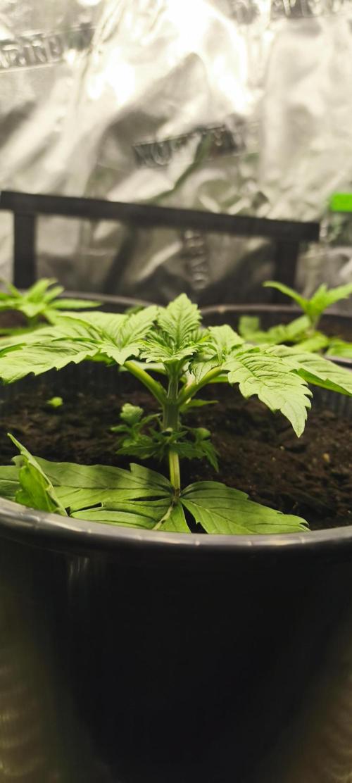 Goodfather F1. Week 3