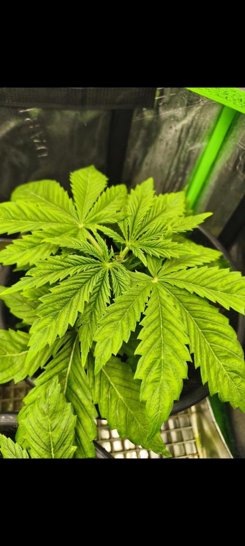Goodfather F1. Week 4