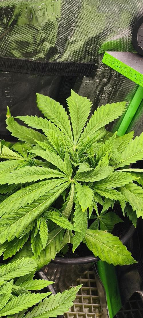 Goodfather F1. Week 4