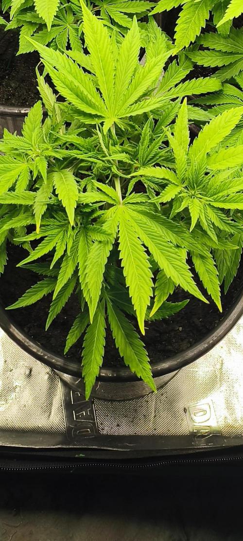 Goodfather F1. Week 4