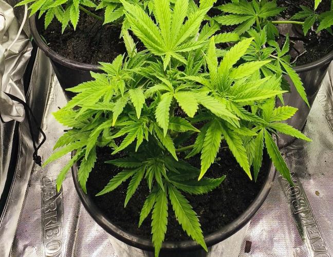 Goodfather F1. Week 4