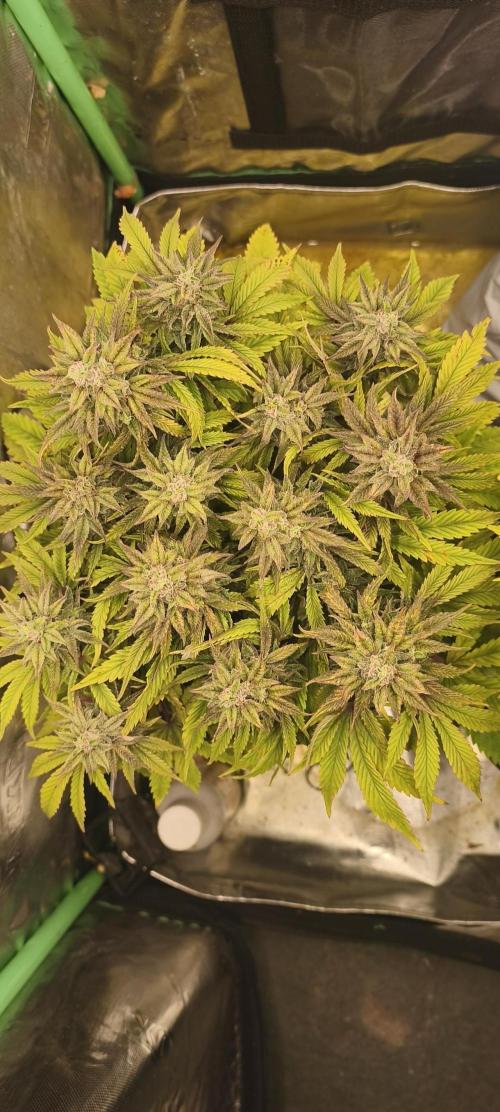 Goodfather F1. Week 5