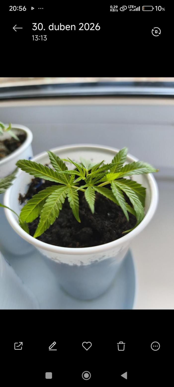 Mimosa. Week 1