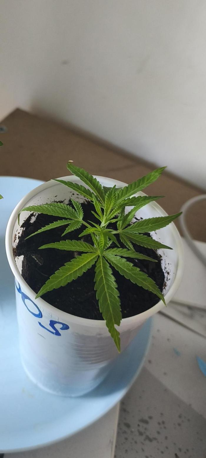 Mimosa. Week 2