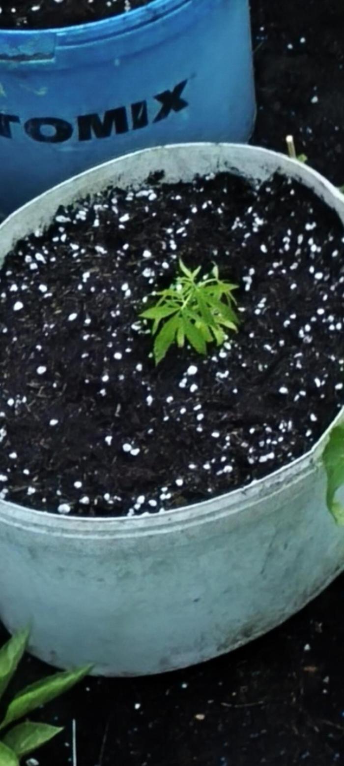 Mimosa. Week 3