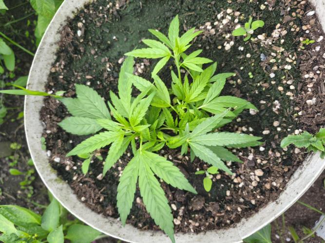 Mimosa. Week 4