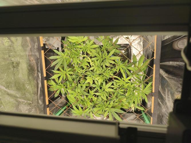Strawberry Chessecake. Week 9