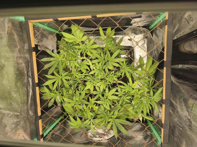 Strawberry Chessecake. Week 9