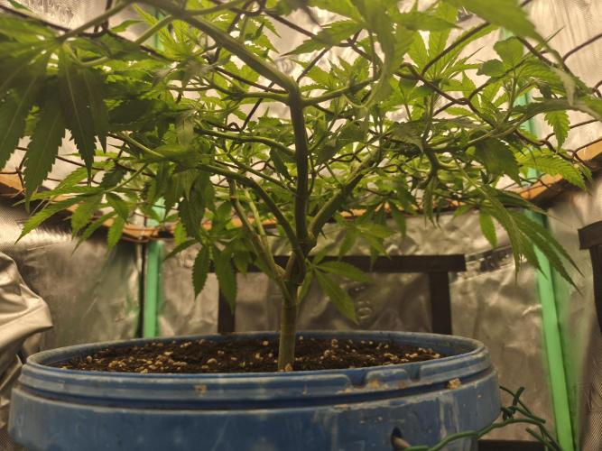Strawberry Chessecake. Week 9