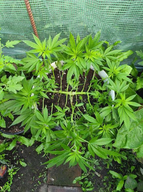Do-Si. Week 10