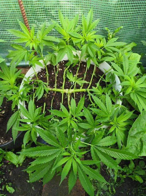 Do-Si-Dos. Week 10