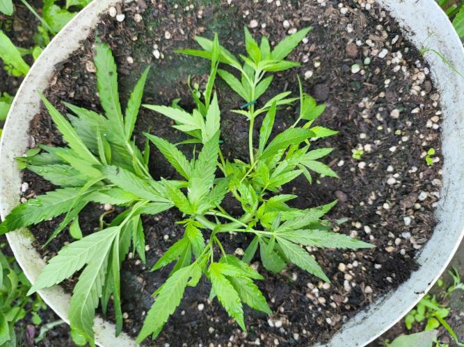 Mimosa. Week 5