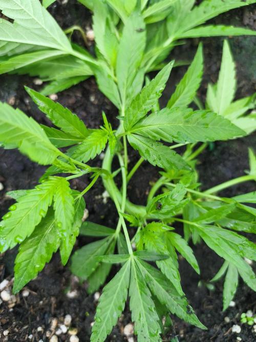 Mimosa . Week 5