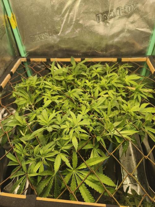 Strawberry Chessecake. Week 10