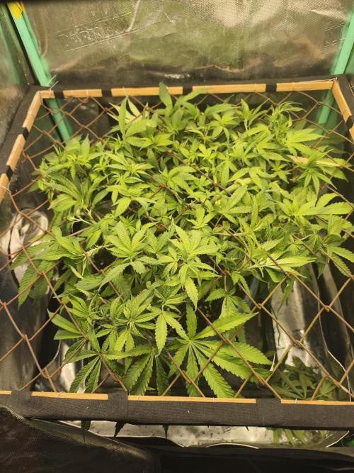Strawberry Chessecake. Week 10