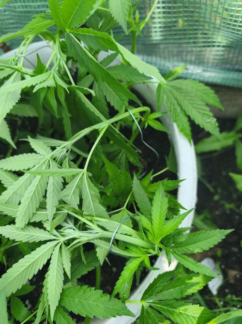 Do-Si-Dos. Week 10