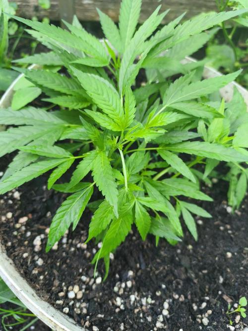 Mimosa. Week 6