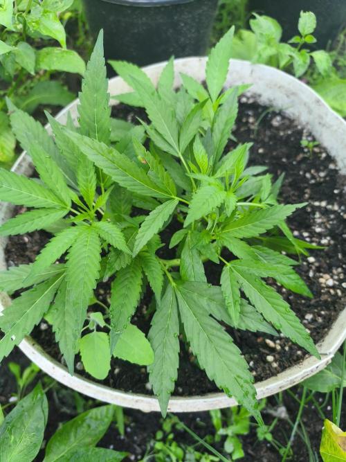 Mimosa. Week 6