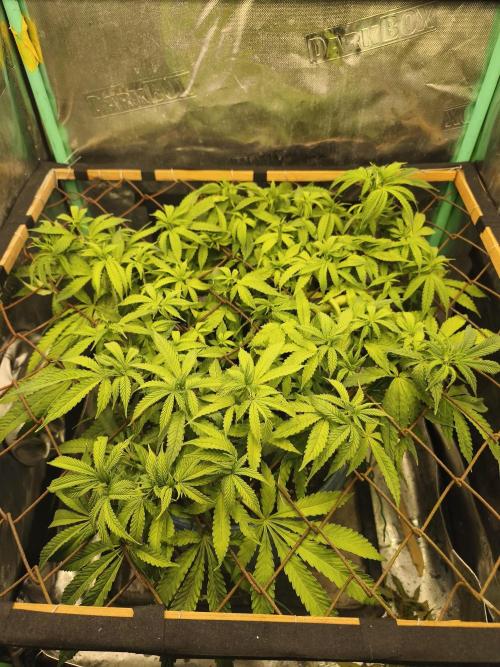 Strawberry Chessecake. Week 10