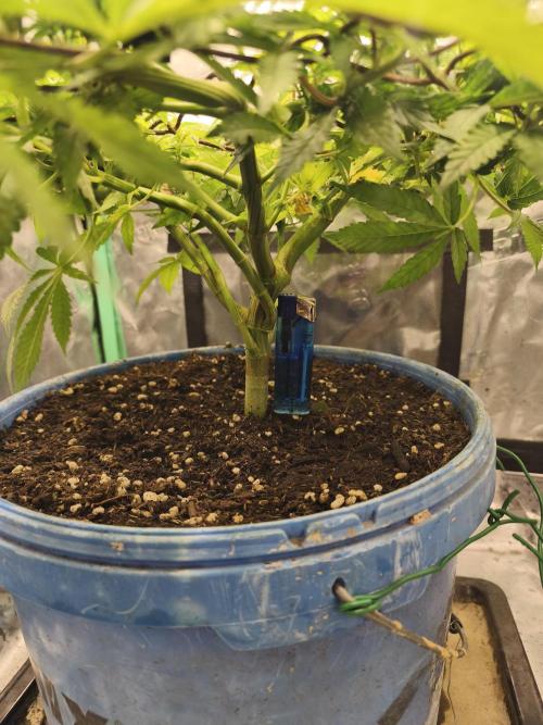 Strawberry Chessecake. Week 10