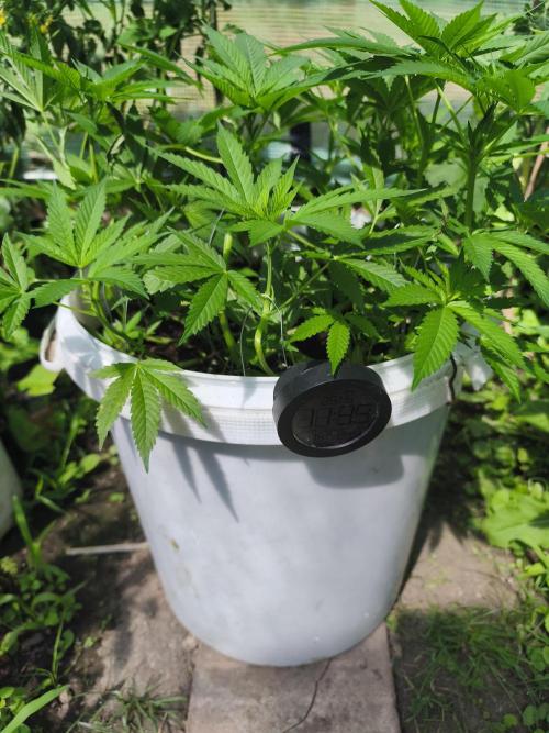 Do-Si-Dos. Week 11
