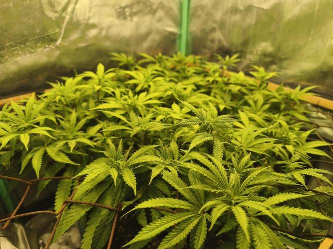 Strawberry Chessecake. Week 11