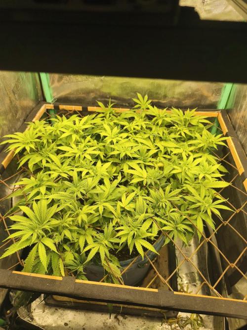 Strawberry Chessecake. Week 11