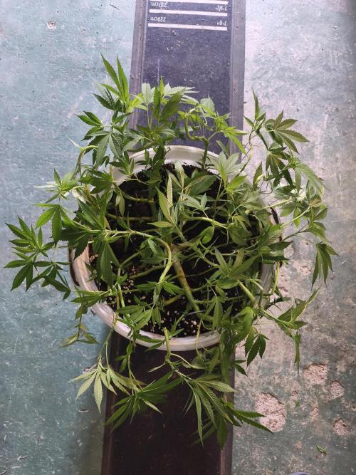 Do-Si. Week 12
