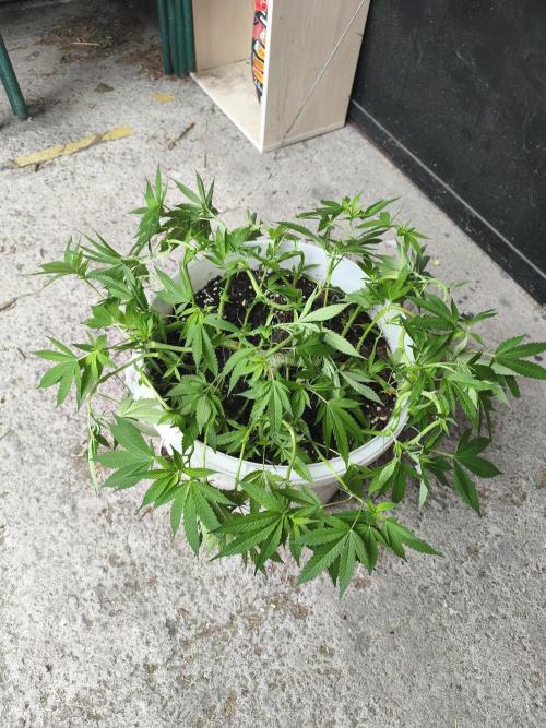 Do-Si. Week 12