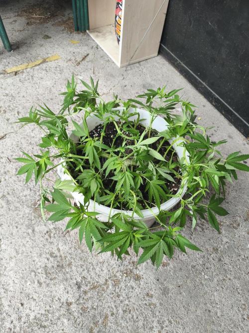 Do-Si. Week 12