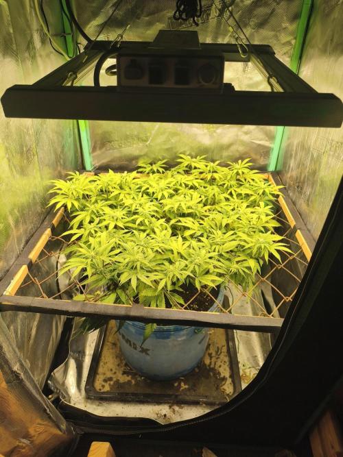 Strawberry Chessecake. Week 11 - lovely seedbank 