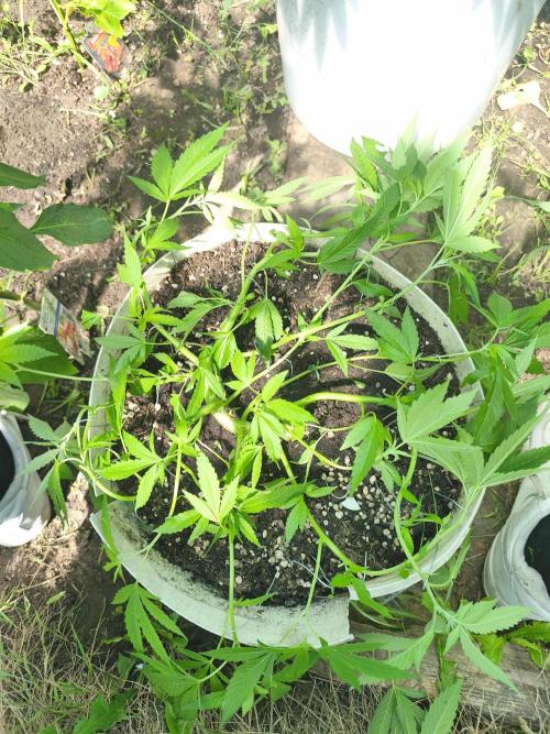 Mimosa. Week 8
