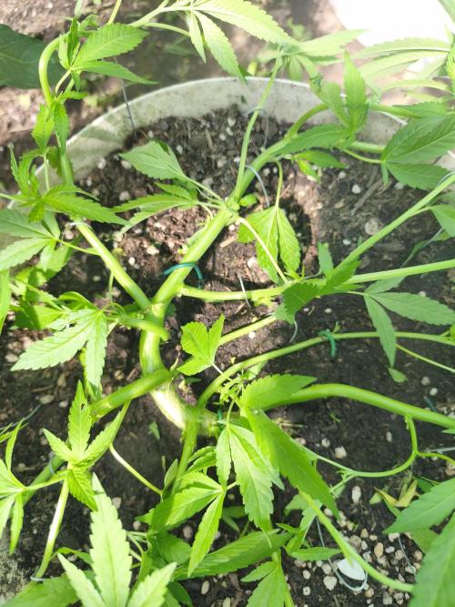 Mimosa. Week 8