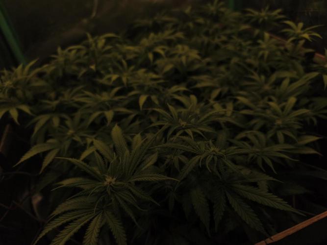 Strawberry Chessecake. Week 11