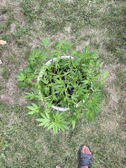 Do-Si. Week 12 - 2 days later 