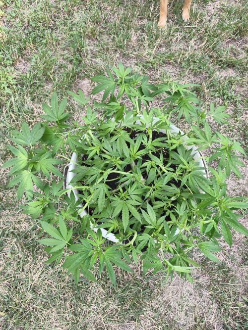 Do-Si-Dos. Week 12