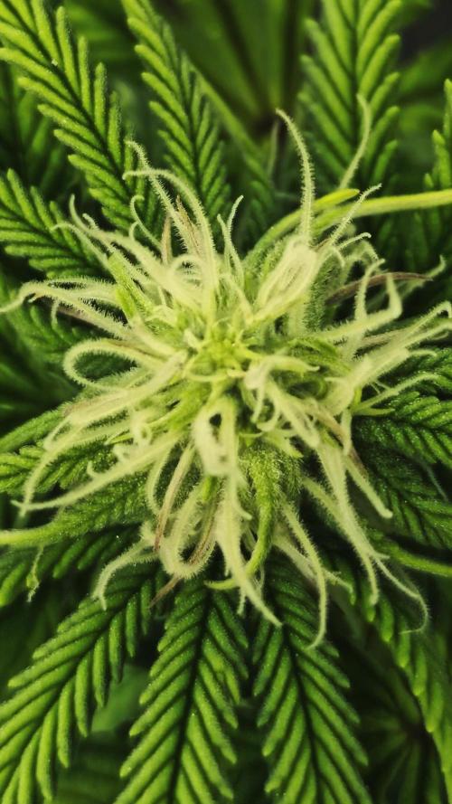 Strawberry Chessecake. Week 12