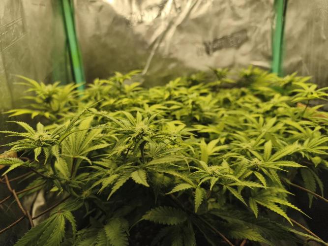 Strawberry Chessecake. Week 12