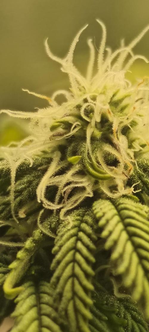 Strawberry Chessecake. Week 12
