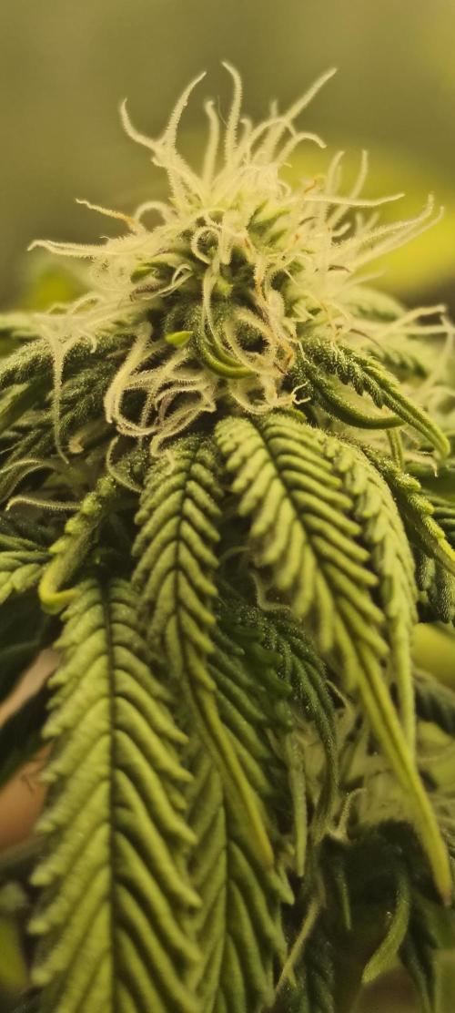 Strawberry Chessecake. Week 12