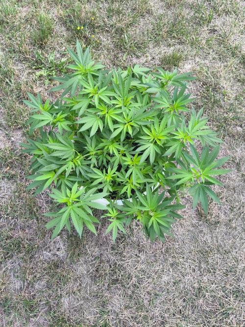 Do-Si. Week 13