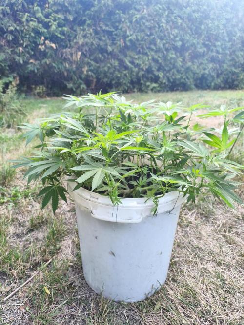 Do-Si. Week 13