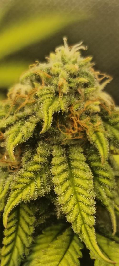 Strawberry Chessecake. Week 13