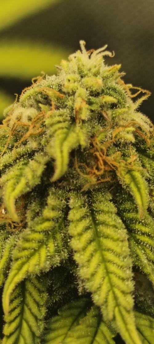 Strawberry Chessecake. Week 13