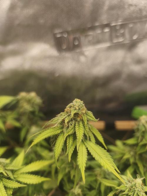 Strawberry Chessecake. Week 13